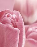   pink_divel