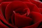   red ro0ose