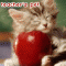   pusy_cat