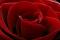   red ro0ose
